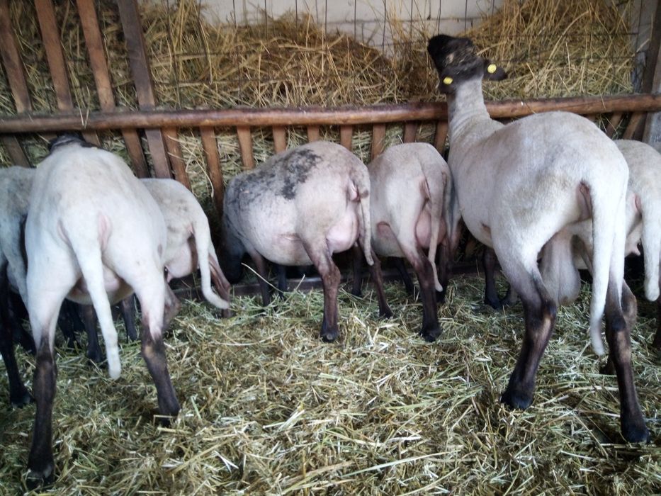 Oi tinere de vânzare