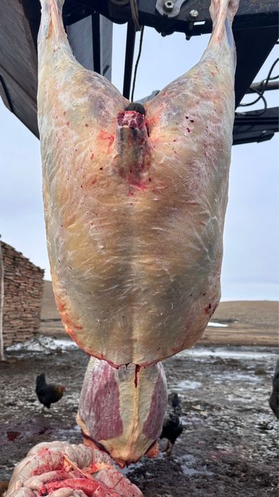 Жылкы байтал тай кунан 3000 тг