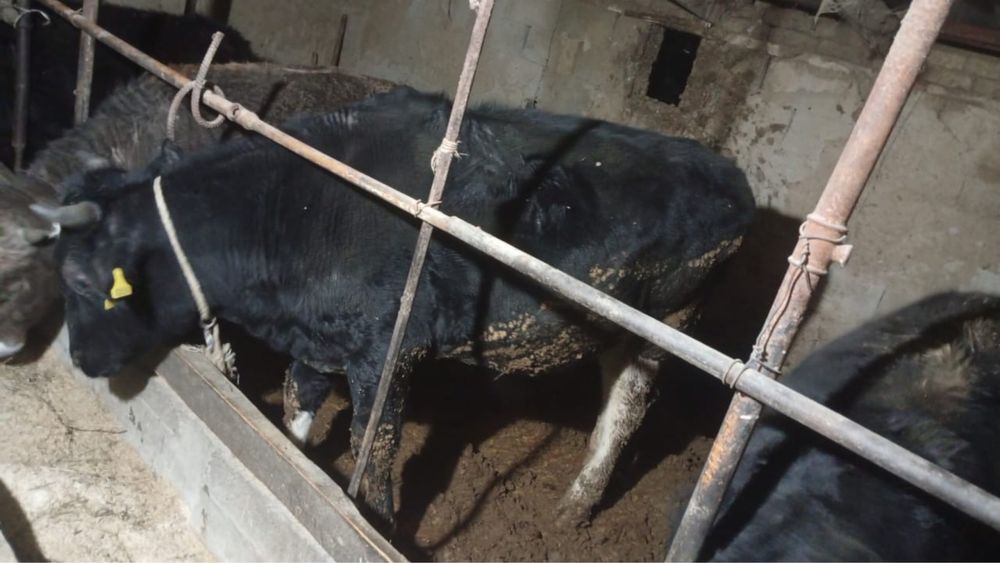 Бычки откормочные