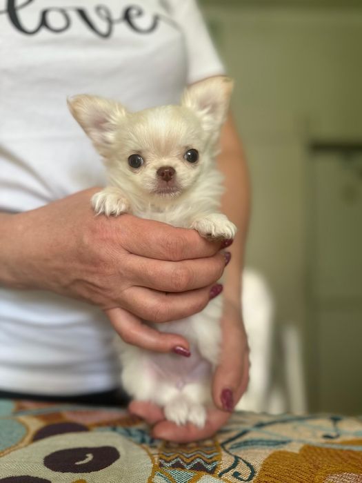 Девочки чихуа хуа