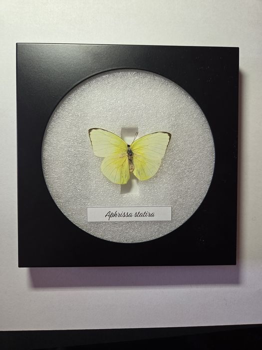 Препарирани пеперуди в рамка