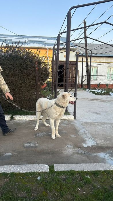 Ит сатылады 10ай