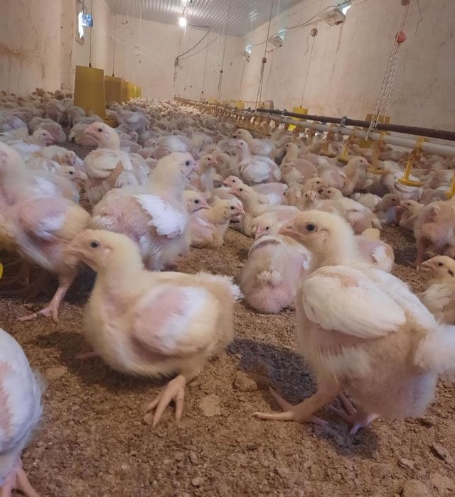 Бройлеры Кобб 500