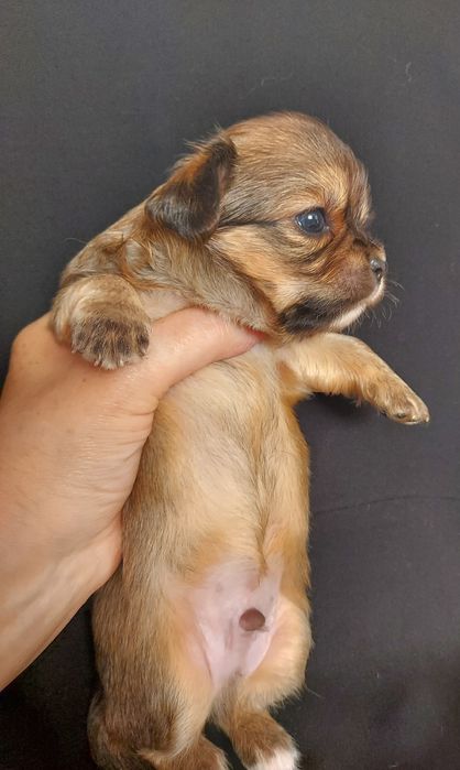 Продаю щенка чихуахуа