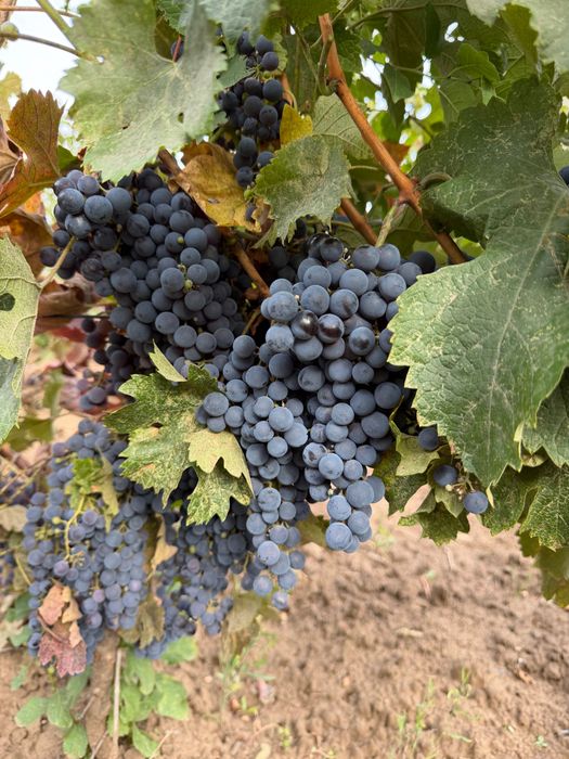 Vând struguri Merlot.