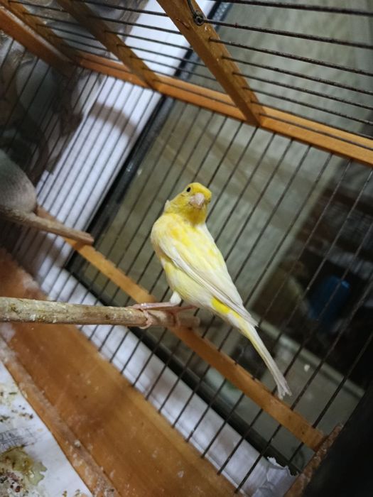 Hali ishlamagan Tayyor moda kanareyka srochna