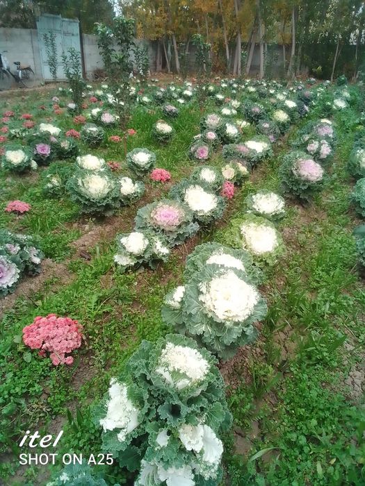 Хризантема карам гул