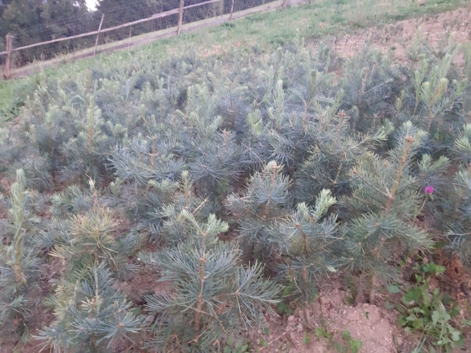Puieti brad albastru calitate Premium-Abies concolor 4 ani