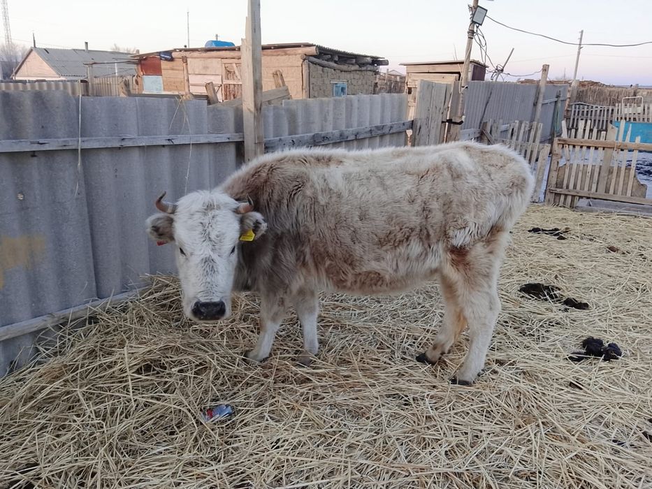 Сиыр сатылады, буаз.