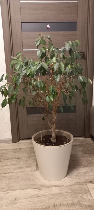 Продам красивый фикус. 90 см