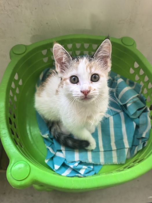 Ищем добрые руки  две девочки