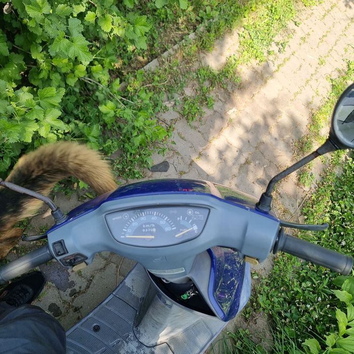 Мопед хонда дио рио