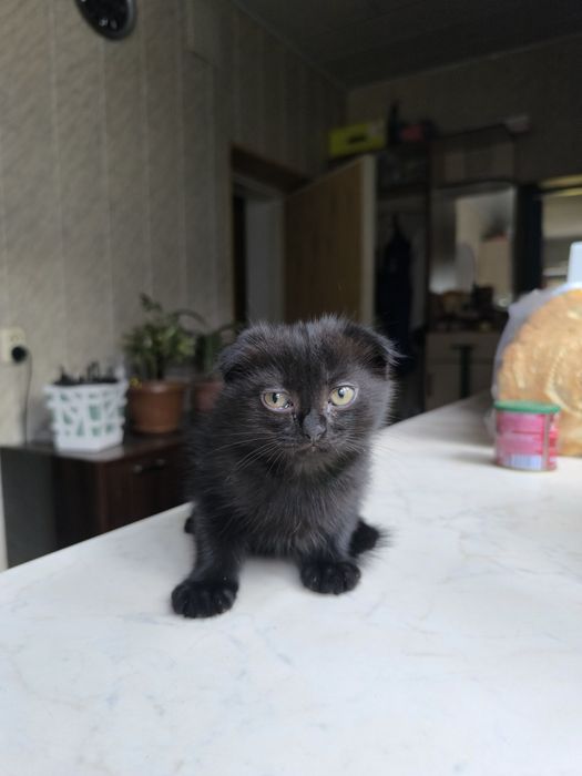 Продаются котята