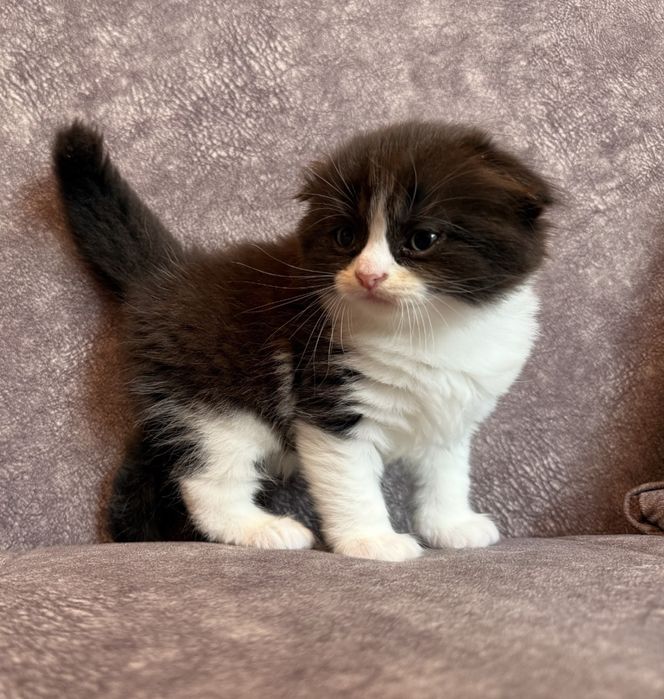 Котята Скоттиш фолд