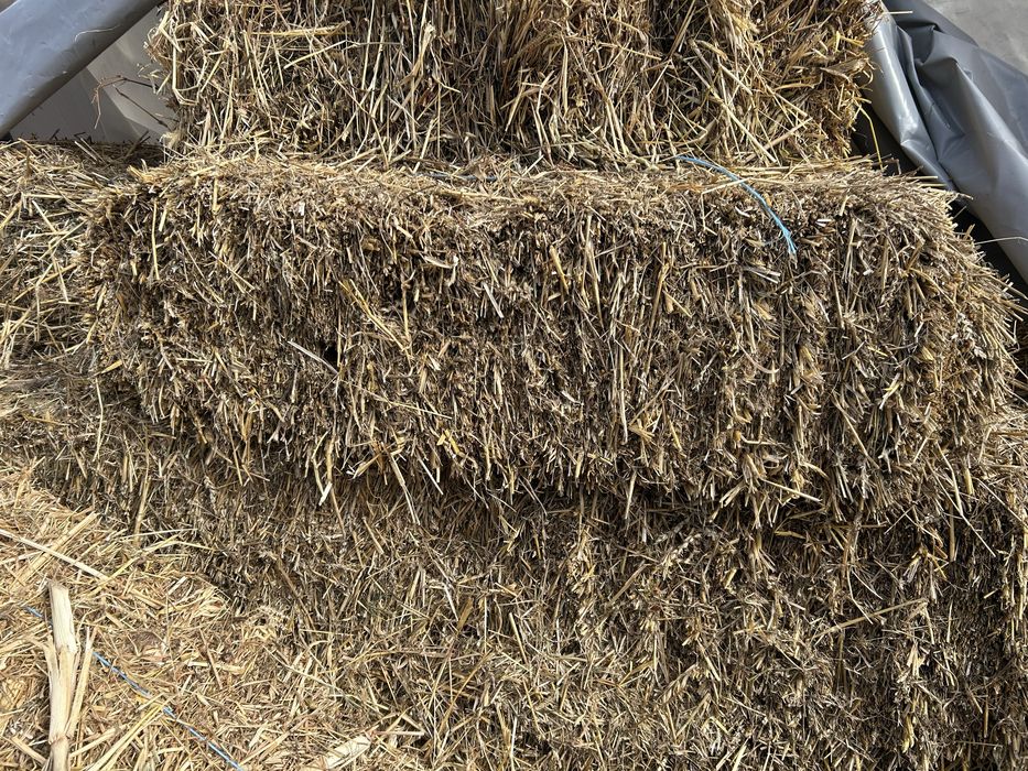 Baloate paie de orz 2025