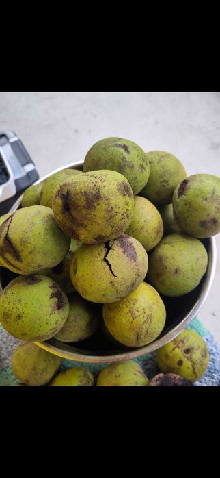 Tinctură de nuci negre 100 ml