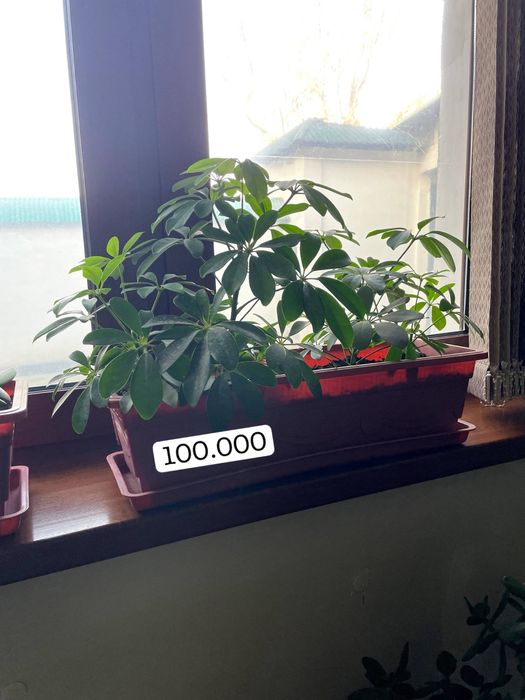 Гуллар сотилади Срочно !