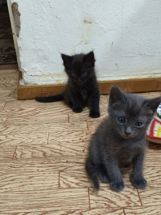 Породистые котята