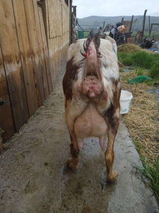 Capre anglo nubian si alpine franceze