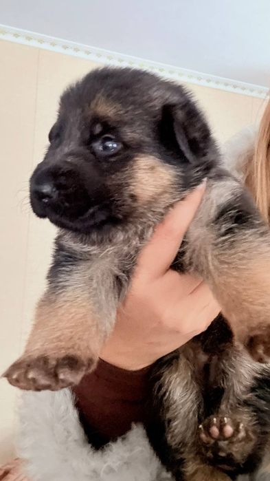 Продам щенков немецкой овчарки