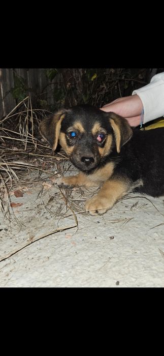 Adoptie pui de caini/pisica