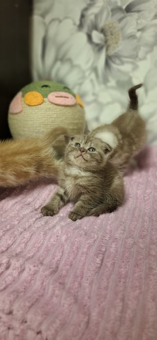 Шотландские котята
