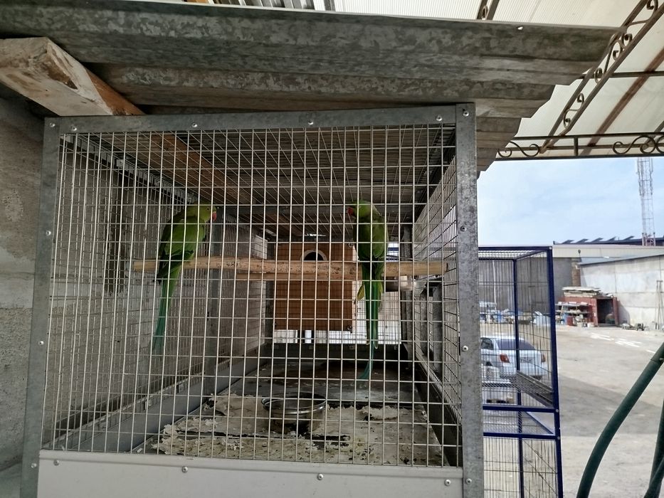 Продается попугай