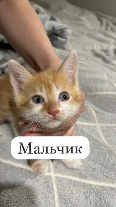 Отдам котят два мальчика и девочка