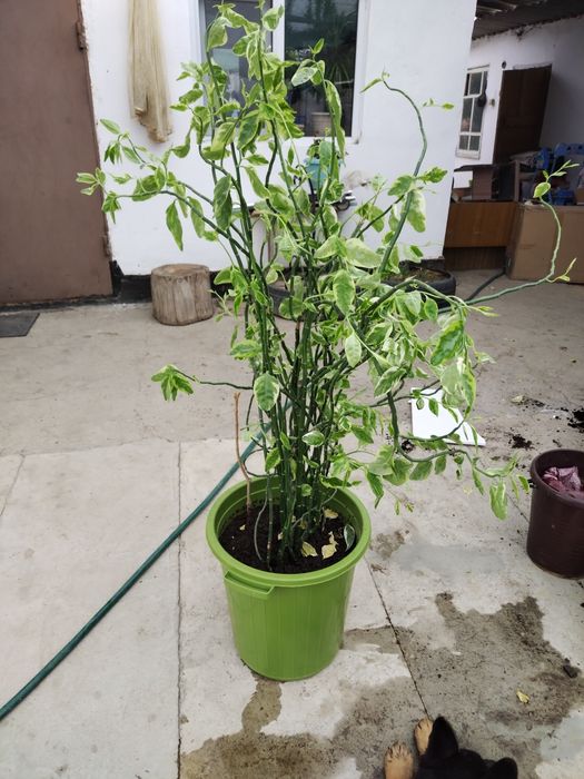 Продается цветок