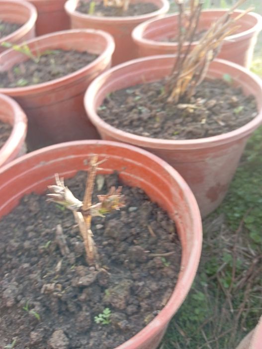 Продаются цветы клематис