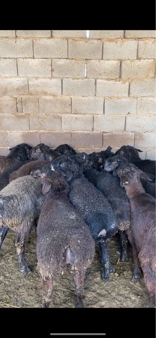 Қошқар сатылады.