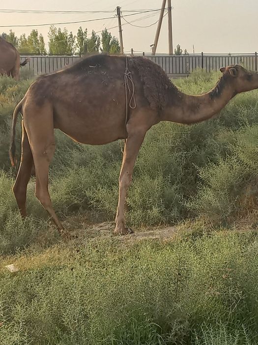 Mukachevoda xola jinsiy aloqa