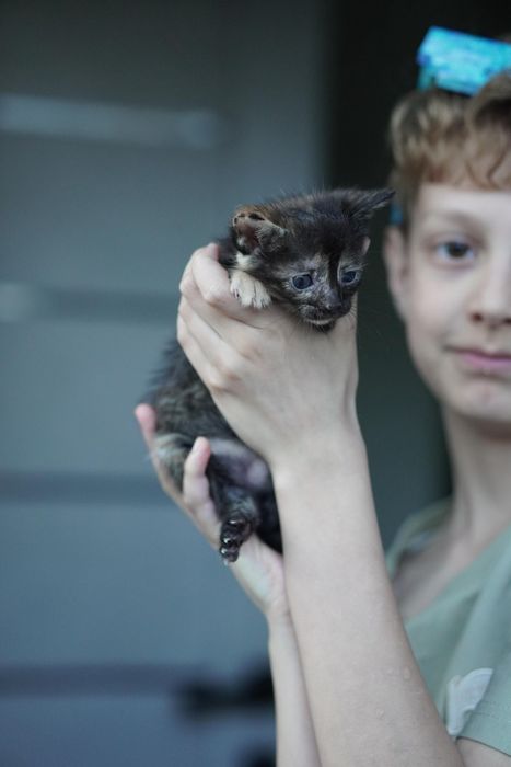 Котятки ищут дом