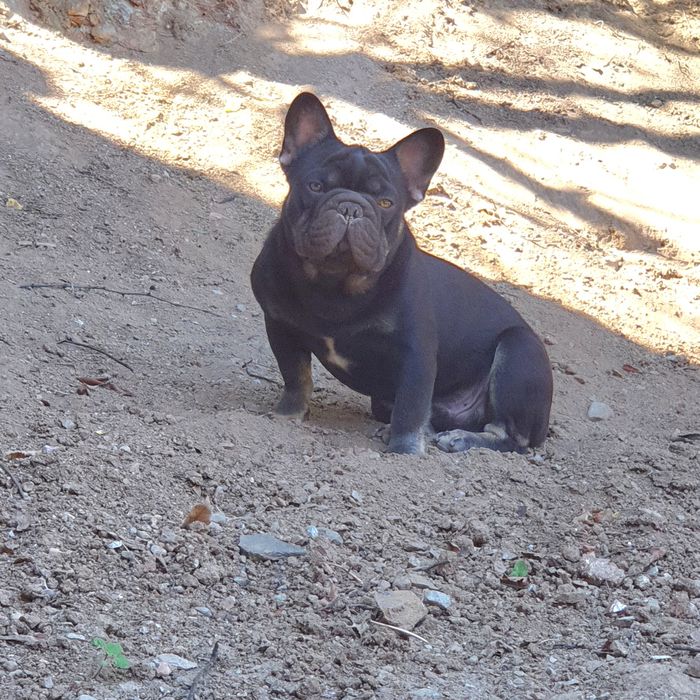 Френски булдог (Big rope) Fluffy carrier