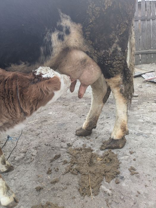 Vând vaca fătată cu vitica