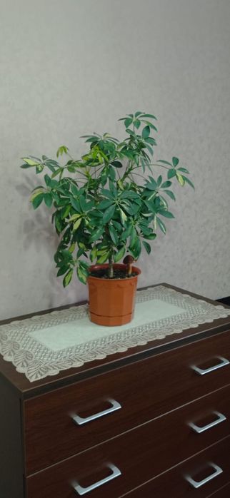 Продам комнатный цветок Шефлера