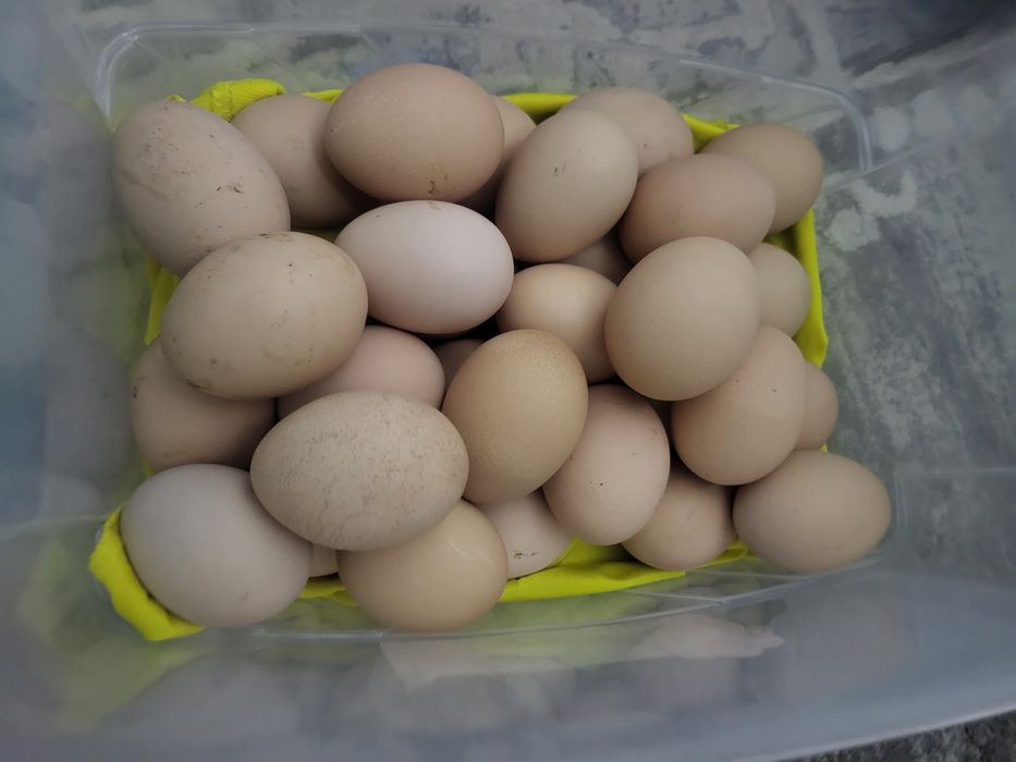 Осы тауықтардың жұмыртқасы сатылады