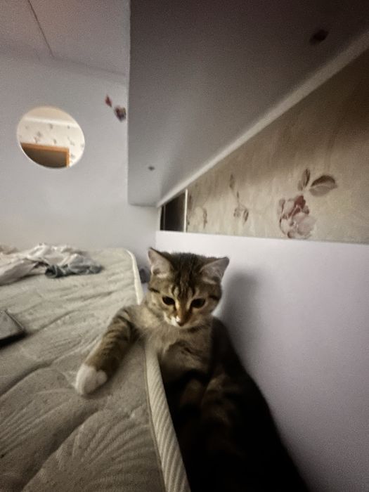 Отдам котеночка в добрые руки