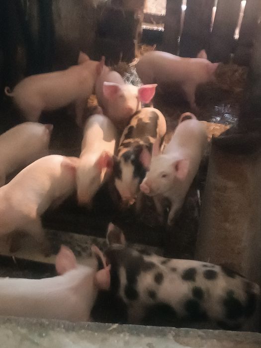 Продам поросят месячных