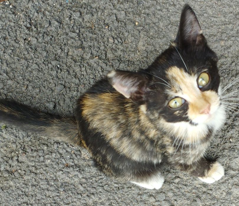 Отдам в хорошие руки кошечку