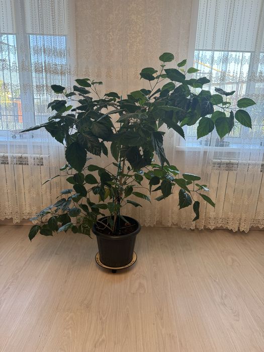 Продам китайскую розу, доллар и диффенбахию