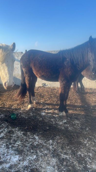 Айгыр сатылады срочна