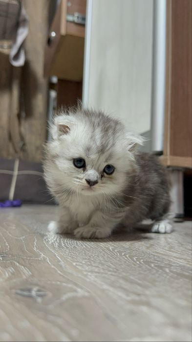 Котенок девочка скоттиш фолд (шотландка)