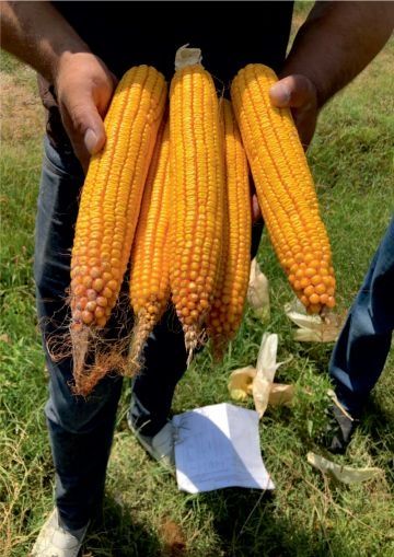 Высокоурожайные гибриды кукурузы из каталога США, Европы в Узбекистане