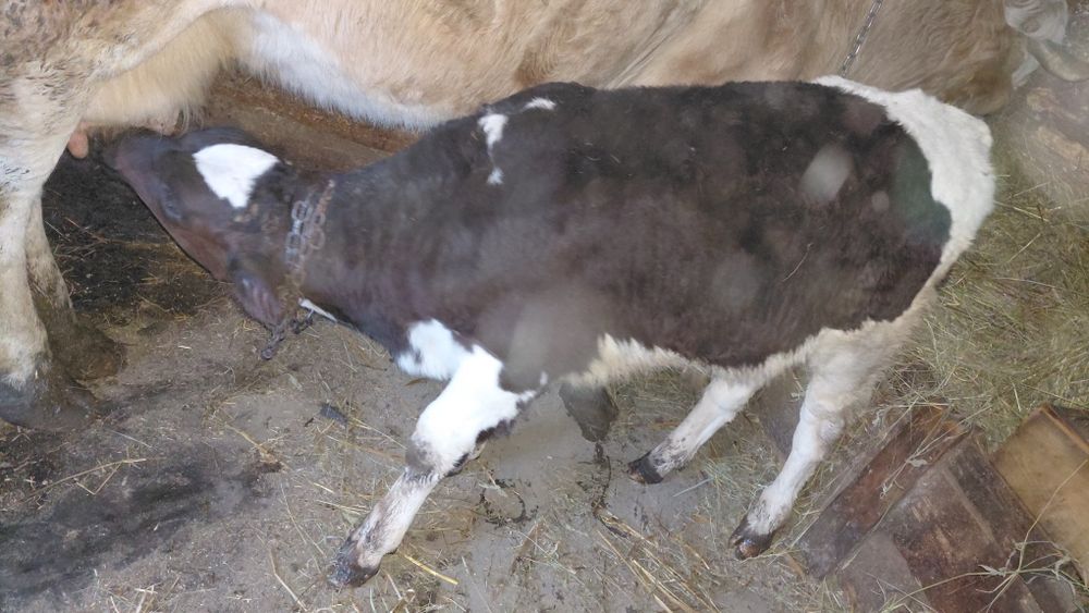 Vand vitel.        .