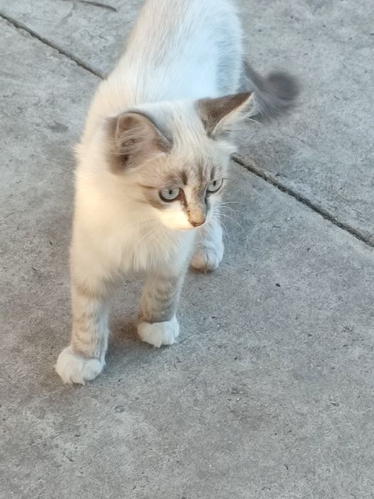 Котят бесплатно .