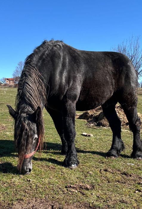 Vand manz Percheron 3 ani si monta pentru cei interesati