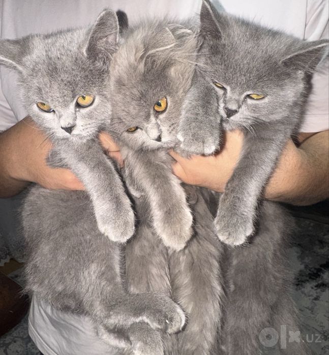 Шатланские кошки