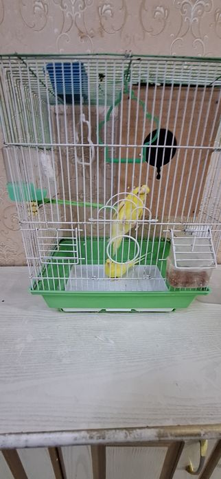 Totiqush valnistiy 200.000 shu turishi