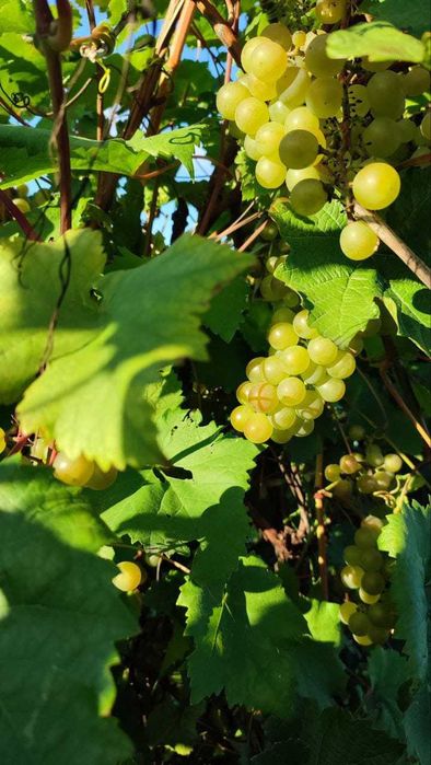 Дача в ст. Каштан